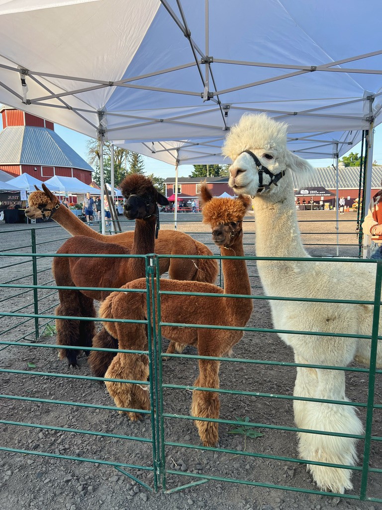 Market Photo